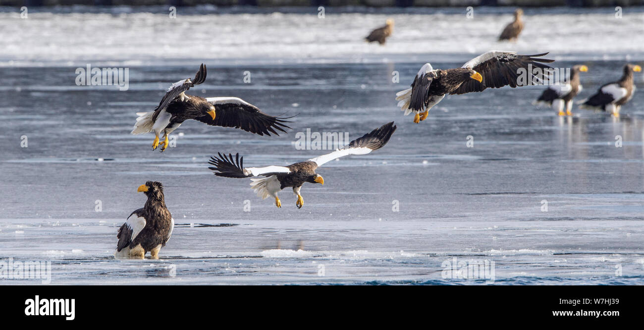 Steller`s sea eagles.   Scientific name: Haliaeetus pelagicus. Natural Habitat. Winter season. Stock Photo